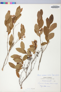 Lyonia mariana image