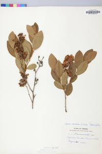 Lyonia mariana image