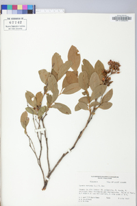 Lyonia mariana image