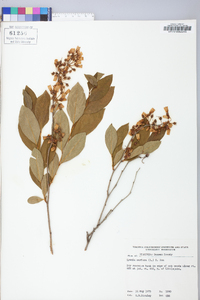 Lyonia mariana image