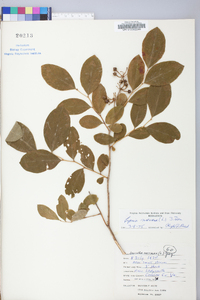 Lyonia mariana image