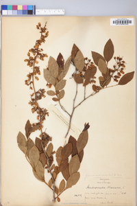 Lyonia mariana image