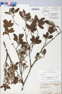 Rhododendron pilosum image