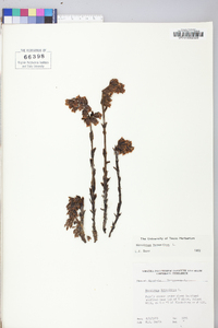 Hypopitys monotropa image