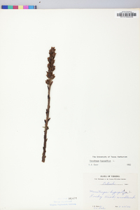 Hypopitys monotropa image