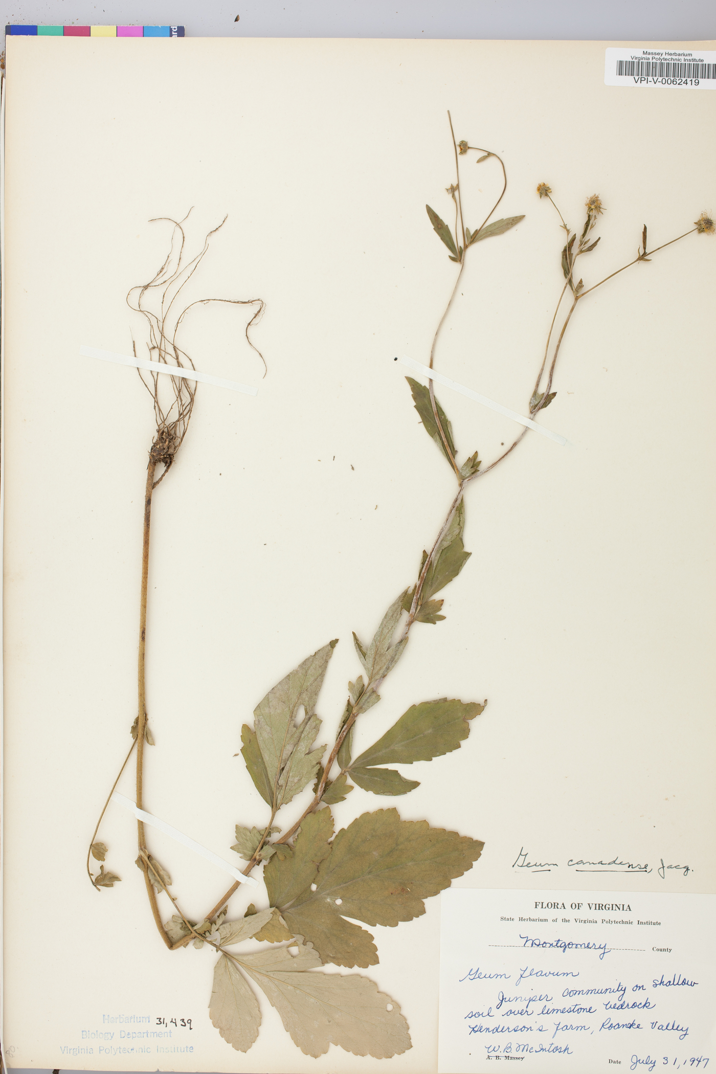 Geum flavum image