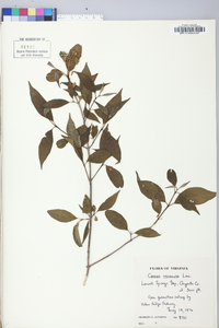 Cornus racemosa image