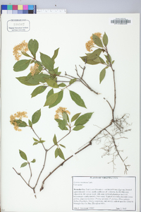 Cornus racemosa image