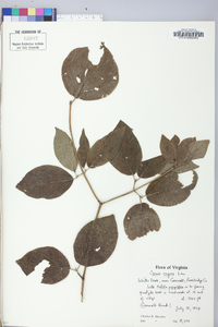 Cornus rugosa image