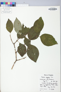 Cornus rugosa image