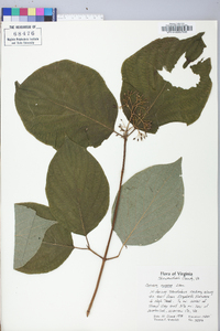 Cornus rugosa image