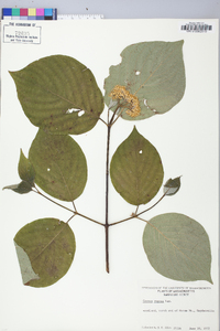 Cornus rugosa image