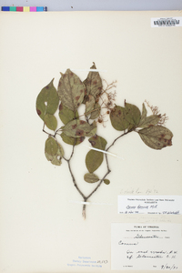 Cornus stricta image