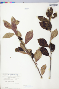 Nyssa biflora image