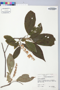 Clethra acuminata image