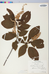 Clethra acuminata image