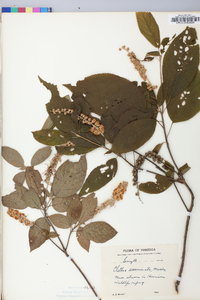 Clethra acuminata image