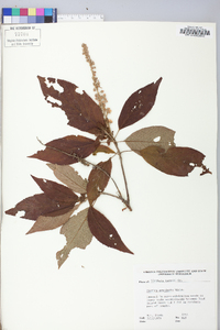 Clethra acuminata image