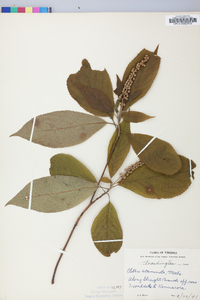 Clethra acuminata image