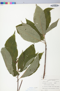 Clethra acuminata image