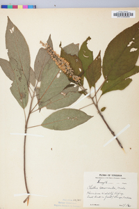 Clethra acuminata image