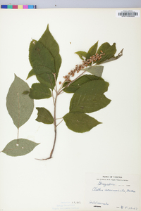 Clethra acuminata image