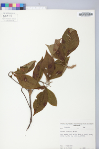 Clethra acuminata image