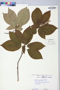 Clethra acuminata image