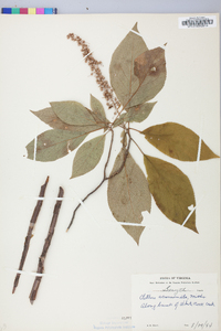 Clethra acuminata image