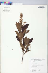 Clethra alnifolia image