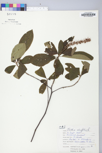 Clethra alnifolia image