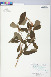 Clethra alnifolia image