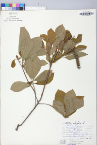 Clethra alnifolia image