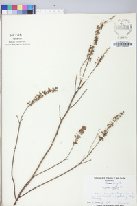 Clethra alnifolia image