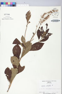 Clethra alnifolia image