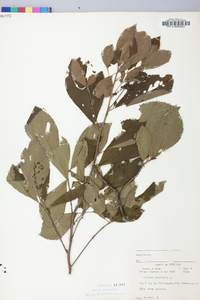 Clethra alnifolia image