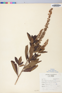 Clethra alnifolia image