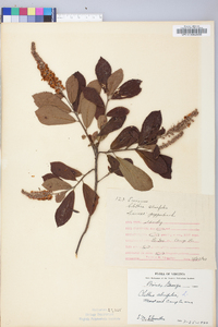 Clethra alnifolia image