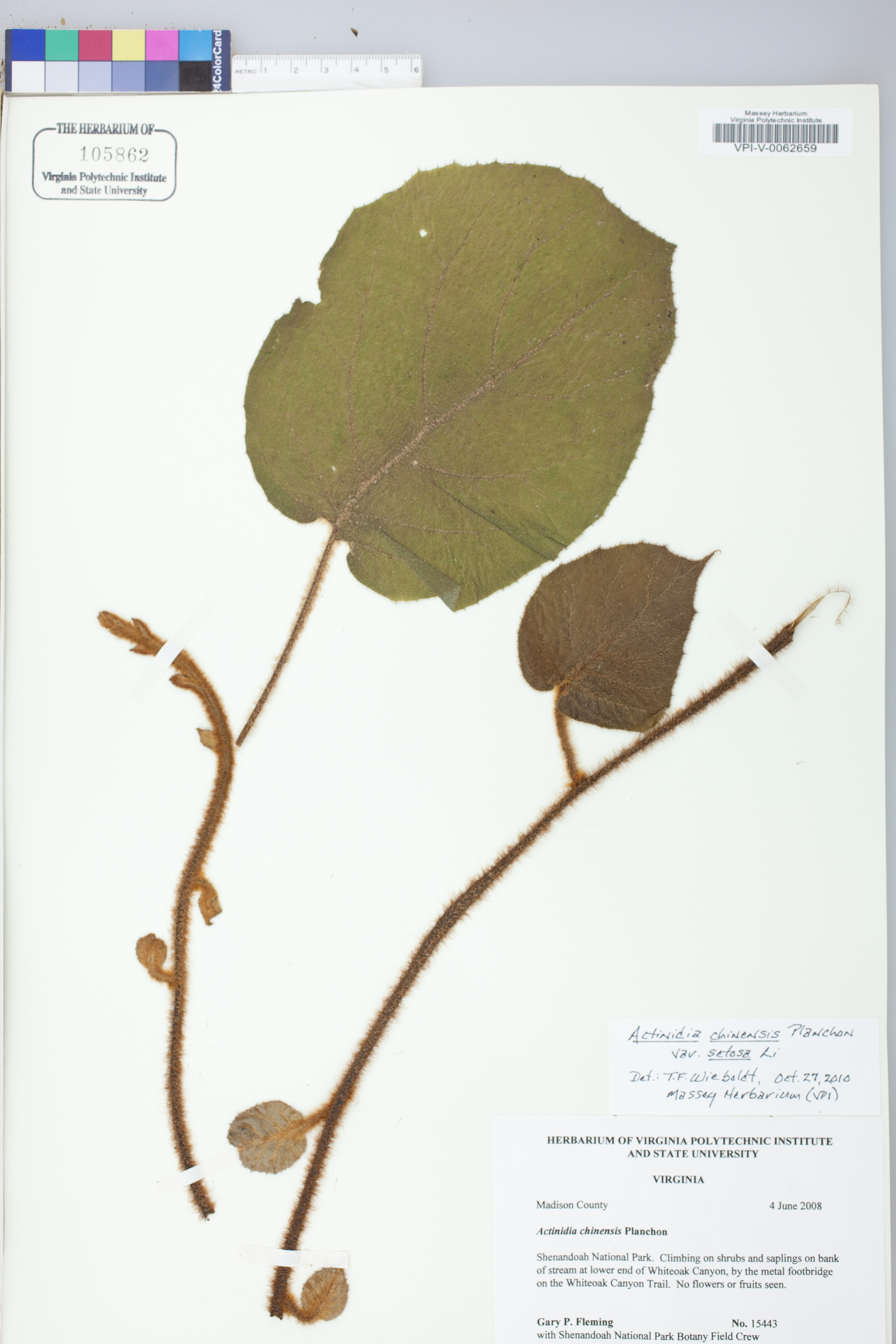 Actinidia chinensis image