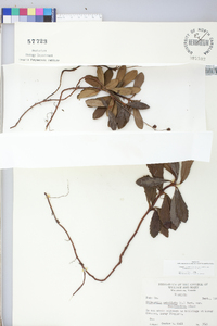 Chimaphila umbellata image