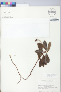 Chimaphila umbellata image