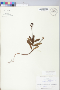 Chimaphila umbellata image