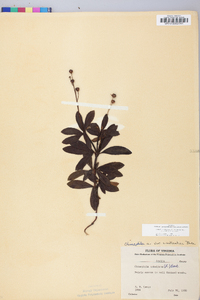 Chimaphila umbellata image