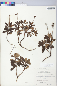 Chimaphila umbellata image