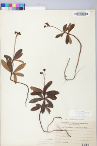 Chimaphila umbellata var. cisatlantica image