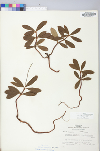 Chimaphila umbellata image