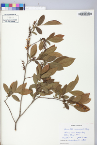 Leucothoe racemosa image