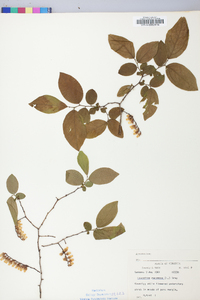 Leucothoe racemosa image