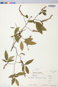 Leucothoe racemosa image