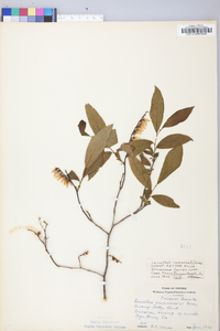 Leucothoe racemosa image